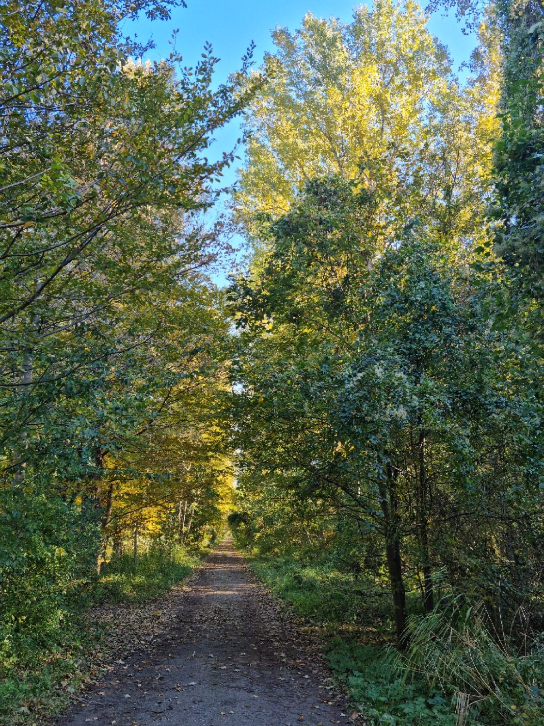 Weg durch den Wald